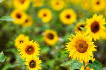 sunflower field in sunshine, bright vibrant flower landscape in summer time