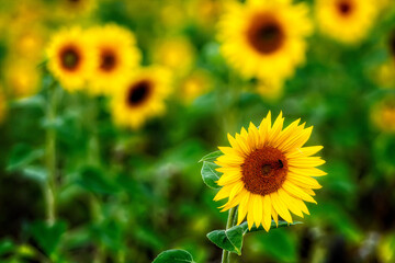 sunflower field in sunshine, bright vibrant flower landscape in summer time