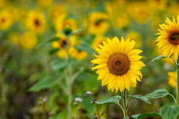 sunflower field in sunshine, bright vibrant flower landscape in summer time
