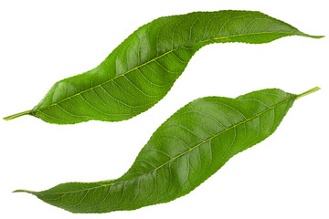 Peach leaf closeup