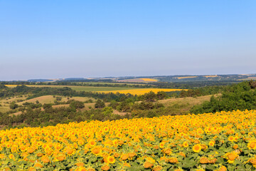 Fototapeta premium Summer landscape with sunflower fields, hills and blue sky