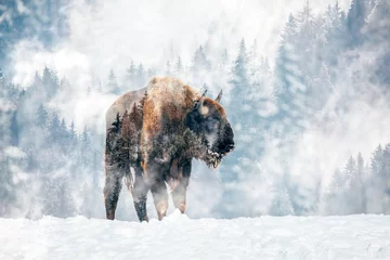 Gordijnen Double exposure of a bison and foggy forest.  © belyaaa