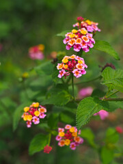 Blooming latana flowers