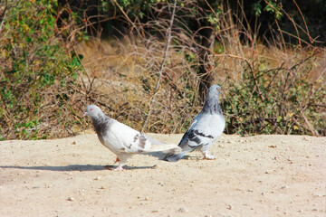 Obraz premium wild birds pigeons sit on the a ground