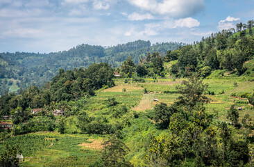 View of the mountain valley and houses among the forest and tea plantations on the island of Sri Lanka