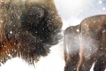 Fototapeta na wymiar Bison in heavy winter and snow. 