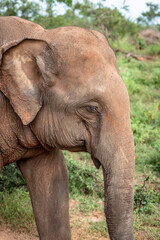Fototapeta premium Elephant in the Udawalawe National Park on the island of Sri Lanka
