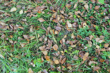 grass for background