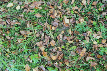 grass for background