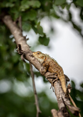 Iguana lizard on a tree in the Udawalawe National Park on the island of Sri Lanka