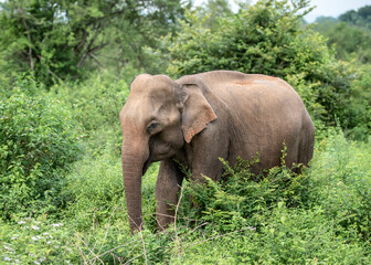 Fototapeta na wymiar Elephant in the Udawalawe National Park on the island of Sri Lanka