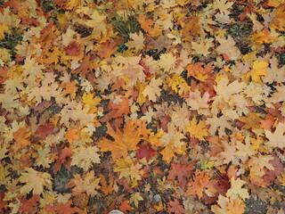 Yellow and red leaves lie on the road. Maple leaves on the asphalt. Autumn leaf fall. Maple leaves flew from the trees. Fallen leaves in the rain.