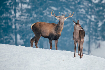 Deer in beautiful winter landscape with snow and fir trees in the background. 