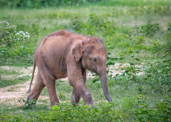 Fototapeta na wymiar Baby elephant in the Udawalawe National Park on the island of Sri Lanka