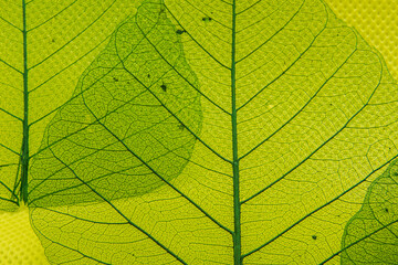 Fototapeta na wymiar Closeup transparent green leaves veining patterns on yellow patterned background.
