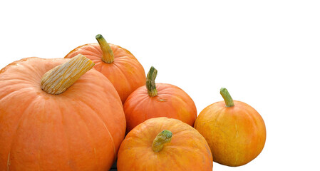 Autumn orange Pumpkins group isolated on white.