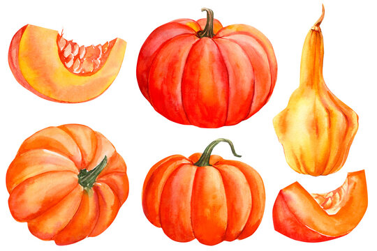 set of pumpkins, pumpkin slices, white background, watercolor hand drawing