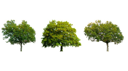 Collections green tree isolated on white background.