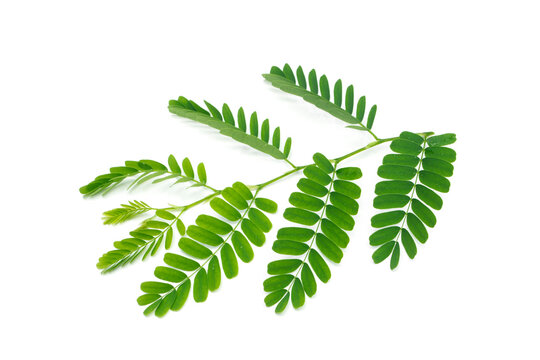 Tamarind leaves isolated on white background.