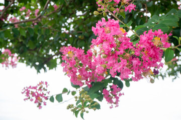 満開の鮮やかなピンクのサルスベリの花
