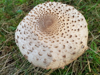 The parasol mushroom (Macrolepiota procera or Lepiota procera) is a basidiomycete fungus with a large, prominent fruiting body resembling a parasol. Hanover district, Germany © guentermanaus