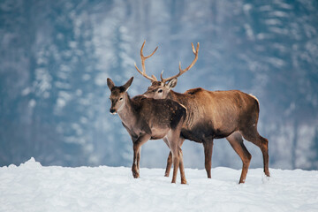 Deer in beautiful winter landscape with snow and fir trees in the background. 