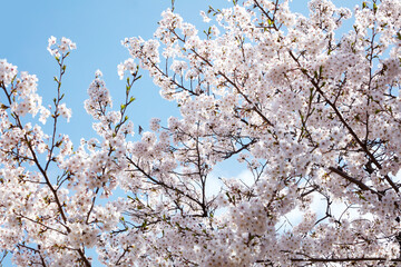 Fototapeta premium Beautiful cherry blossom sakura in spring time over blue sky.