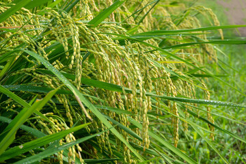 雨に濡れる実った稲穂