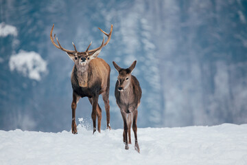 Deer in beautiful winter landscape with snow and fir trees in the background. 
