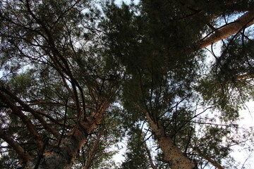 tree crowns in the evening