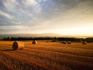 autumn late summer crop season early morning sunrise in the stubble wheat grain field with haystacks