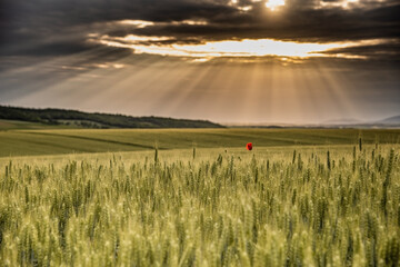 field of wheat