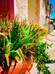 Aloes aloe Aloë perfoliata L. w ceramicznej doniczce w tle śródziemnomorska uliczka miasta na...