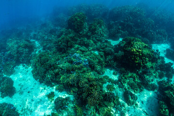 Fototapeta na wymiar Coral reefs of RAYA Island Phuket Province, Thailand
