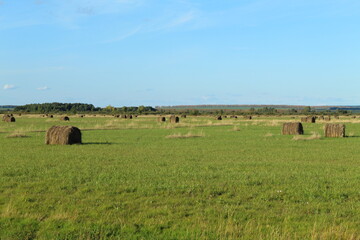 Field in Bashkiria with hay billets