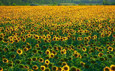 sunflower - bright field with yellow flowers, beautiful summer landscape