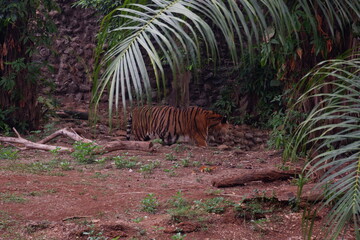 The Sumatran tiger is a population of Panthera tigris sondaica in the Indonesian island of Sumatra. This population was listed as Critically Endangered
