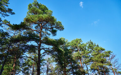 forest on a bright day - beautiful autumn landscape and wildlife