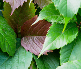 Red autumn leaves on a green background.