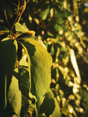 Subtelne duże liście winobluszcza skąpane w zachodzącym słońcu. - obrazy, fototapety, plakaty