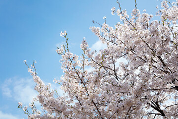 Beautiful cherry blossom sakura in spring time over blue sky.