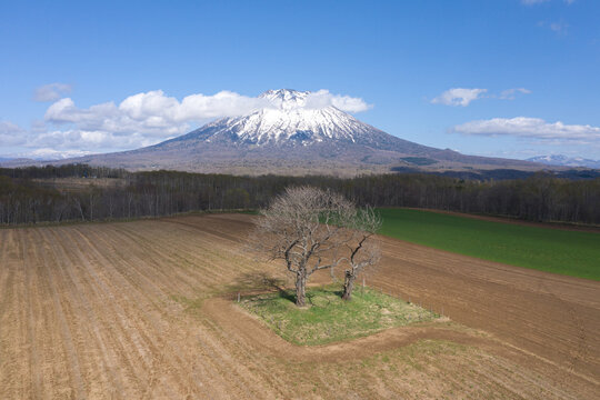 Majestic Mt. Yotei (Ezo Fuji) and a lone tree in the vast spring farmland of Hokkaido, Japan.