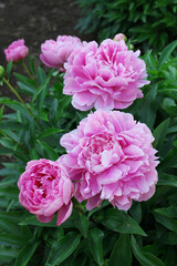 Bright beautiful peony flowers grow on a bush.