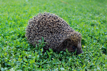 Hedgehog on the green grass. The animal is small in size.