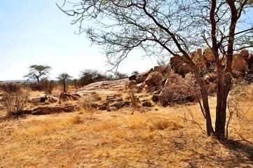 Widok w parku narodowym Samburu (Kenia)
