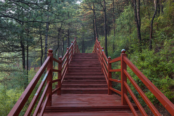 Obraz premium A path of red wood in the woods