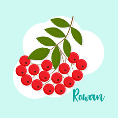 Rowanberry branch isolated vector illustration. Perfect as a design element for postcards, invitations, t-shirt prints and wall art. Vector illustration