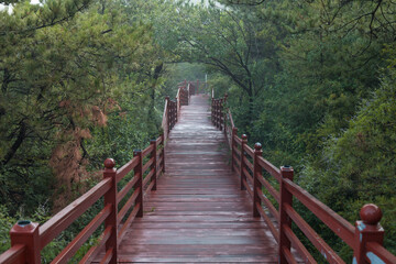 A path of red wood in the woods