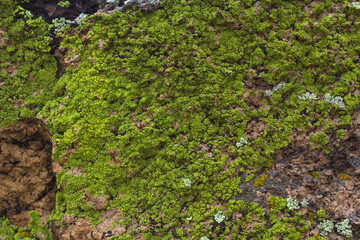 Background of mountain rock with bright green lichen, stone texture close up