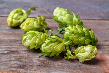 Fresh green hops on a wooden table